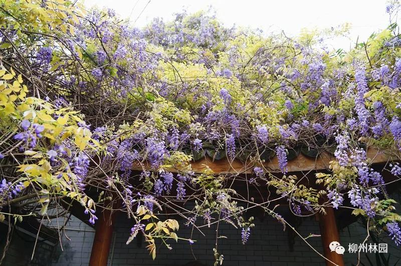 柳州柳侯公园有什么景物,柳州柳侯公园值得打卡