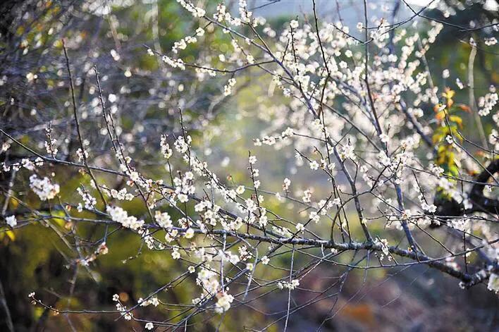 深圳花海公园地址在哪里,深圳中心河公园花海