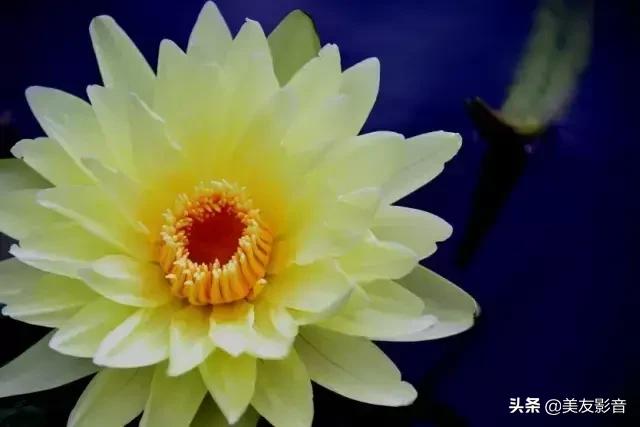 江南可采莲莲叶何田田全诗讲解,有关莲的古诗词大全