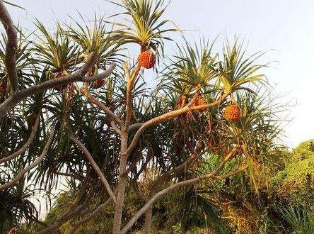 树菠萝种植技术和管理方法,菠萝苗的种植方法和注意事项