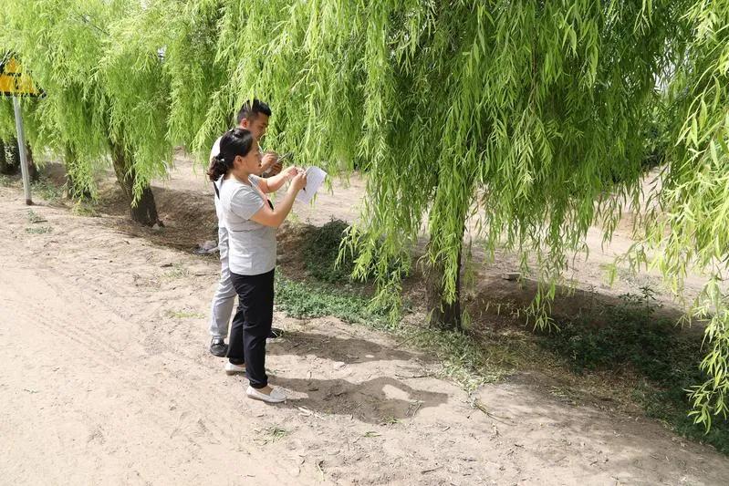 民勤全面开展光肩星天牛防治工作,开展天牛防治工作