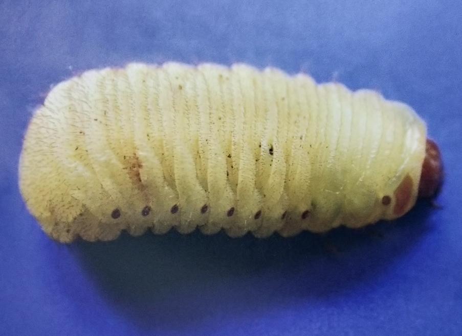 华东地区常见蛀干害虫识别与防治,法桐双齿长蠹钻蛀害虫的防治方法