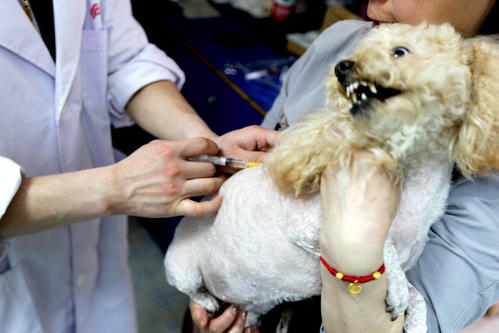 狗狗洗澡五大禁忌,狗狗洗澡时需要注意的事项有哪些