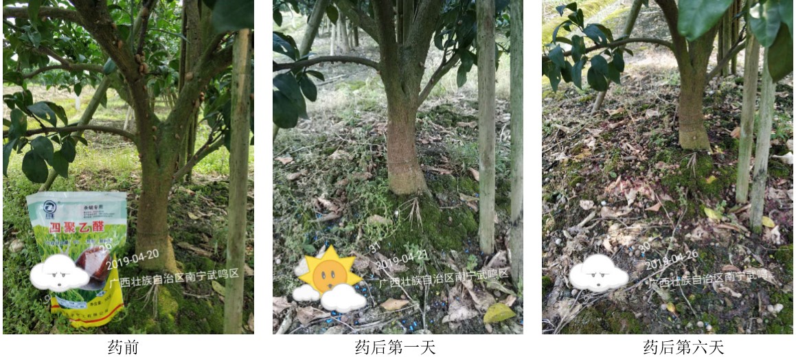 蜗牛药四聚乙醛对土质有伤害吗,四聚乙醛杀蜗牛会影响土质吗