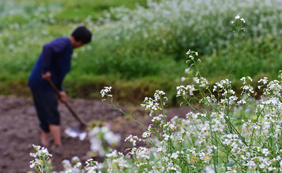 关于春日谷雨诗句,在谷雨诗词中留住最后一抹春色