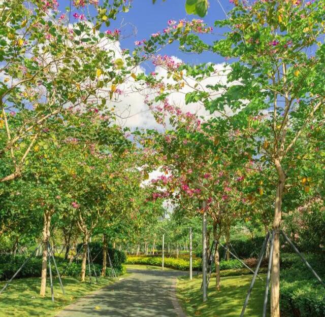 深圳花海公园地址在哪里,深圳中心河公园花海