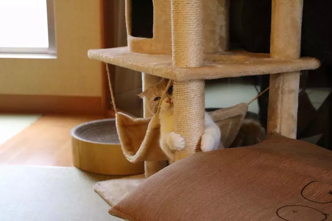 可以撸羊驼撸猫撸狗的咖啡厅,猫咖咖啡馆买猫