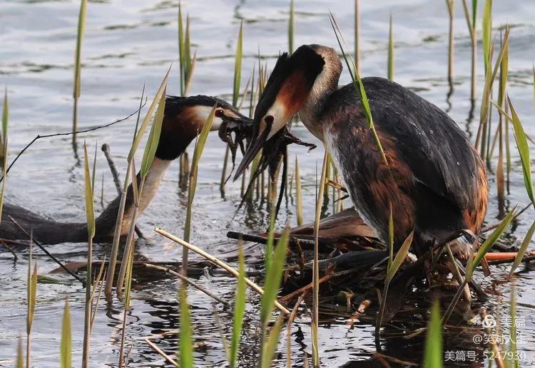 凤头鸊鷉粤语,斑头雁飞得最高的鸟