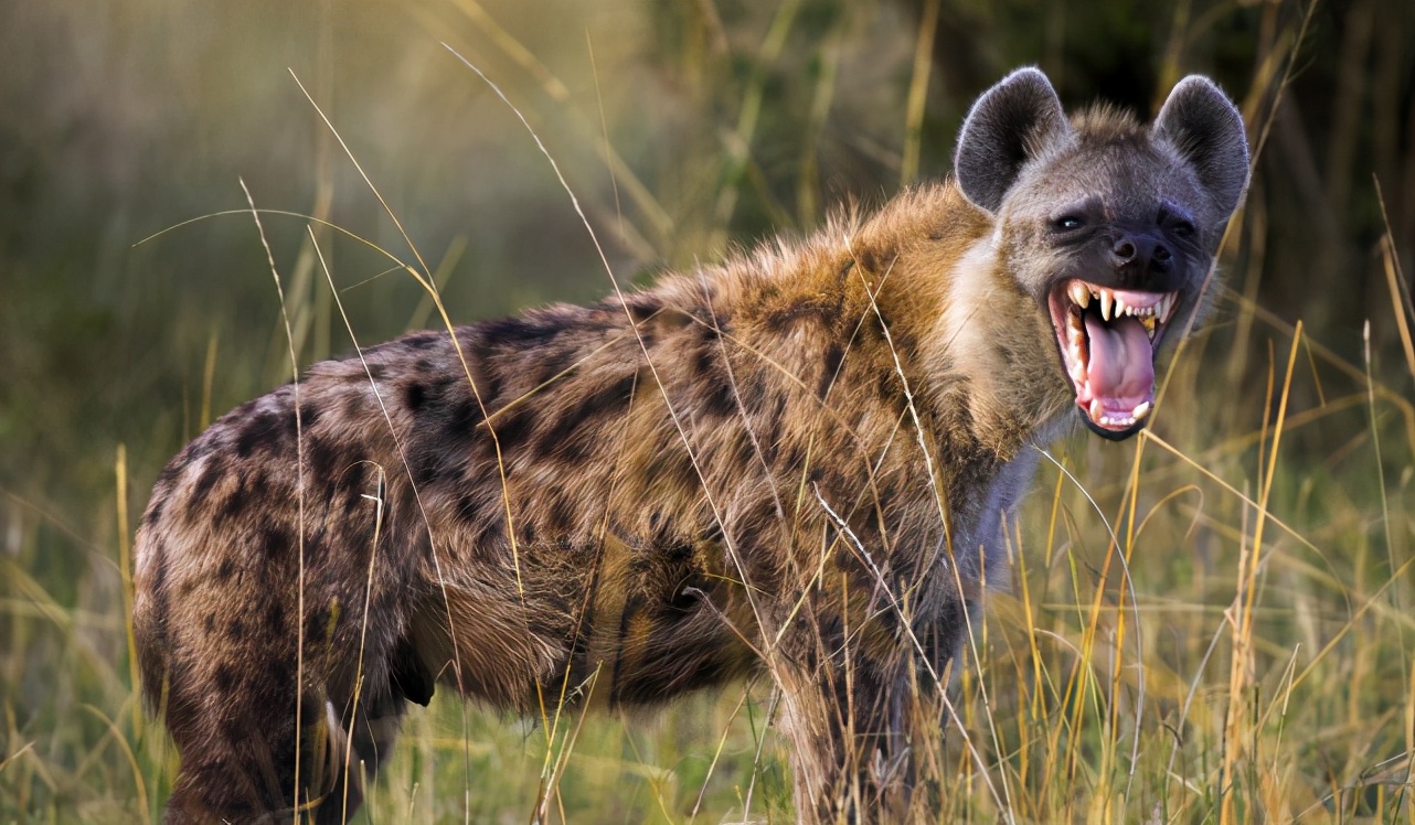 非洲草原上的梦魇——斑鬣狗