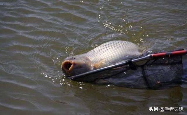夜钓黑坑鲤鱼偷驴钓近还是远,夜钓黑坑偷驴是钓底还是浮