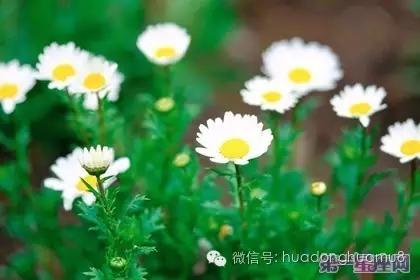 有种花叫满天星的花语是什么,每朵花都有花语而你又知道多少