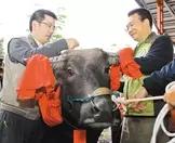 七夕节的文化传说你知道多少,七夕节的传说和习俗