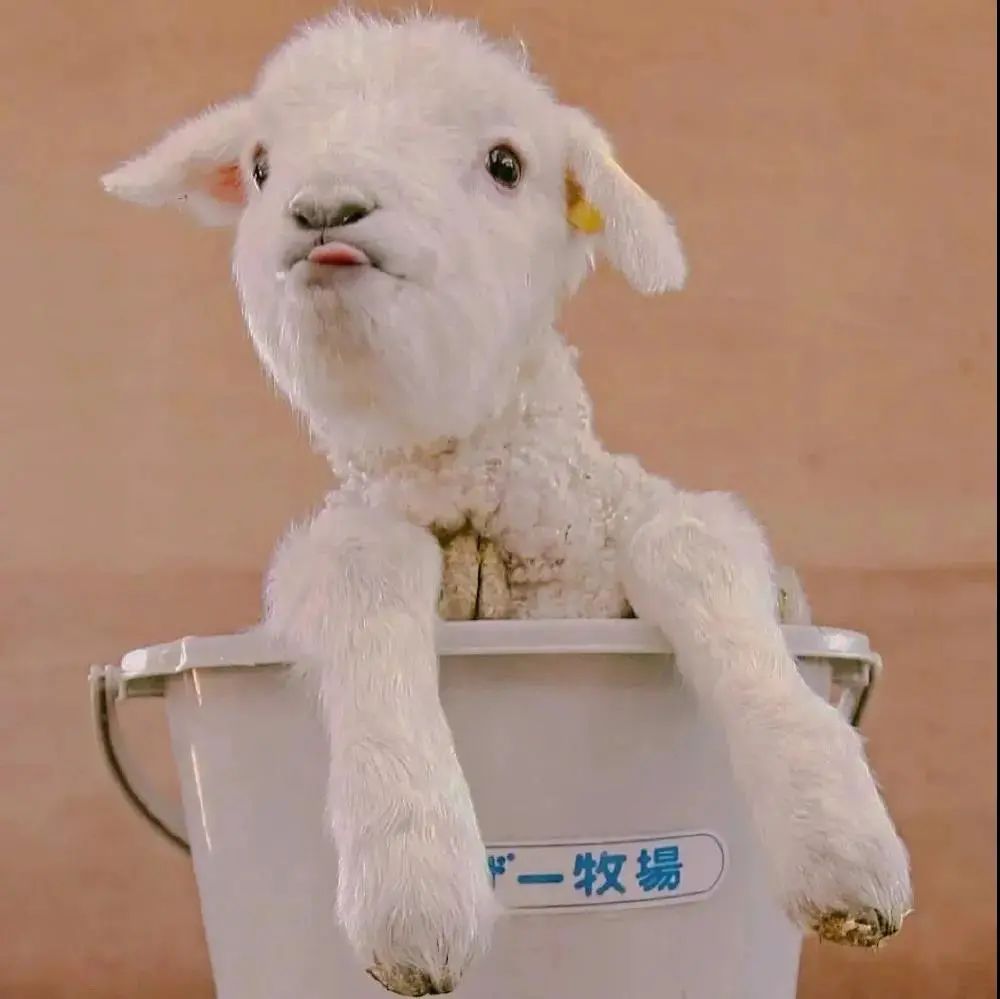 抖音热门头像大全,100张抖音热门头像全部给你找