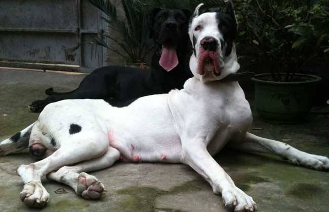 如何解决狗狗不爱吃狗粮的问题,狗狗不怎么爱吃狗粮有什么办法