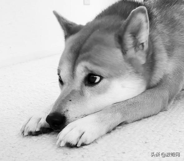 繁殖犬被割去声带,繁殖犬子宫脱落被丢弃