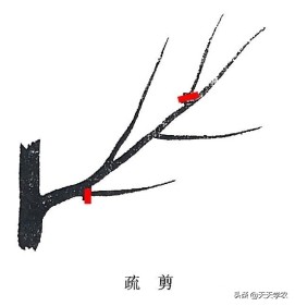 修剪果树什么是短截什么是回缩,苹果树剪枝短截和回缩有什么区别