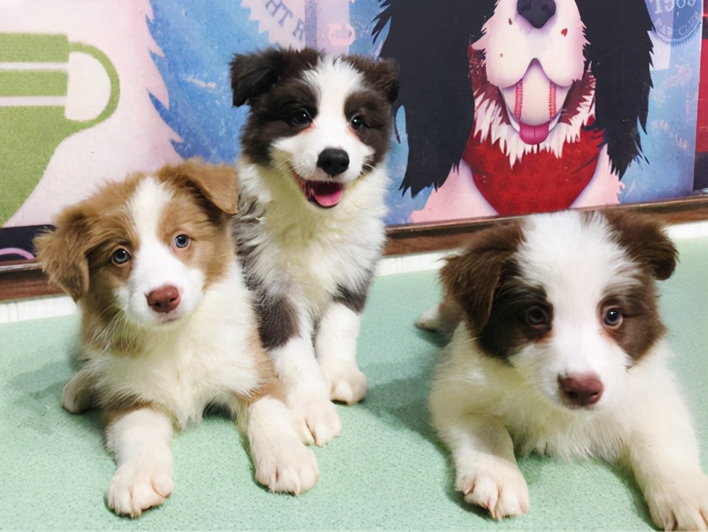 养一只边牧一月要用多少钱,养边牧一年费用多少钱