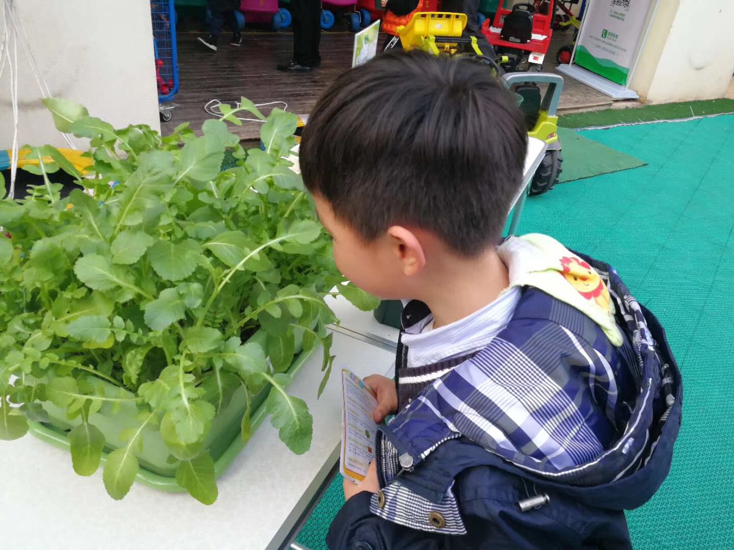 盆栽蔬菜与无土栽培的区别在哪里,盆栽蔬菜基质技术有哪些