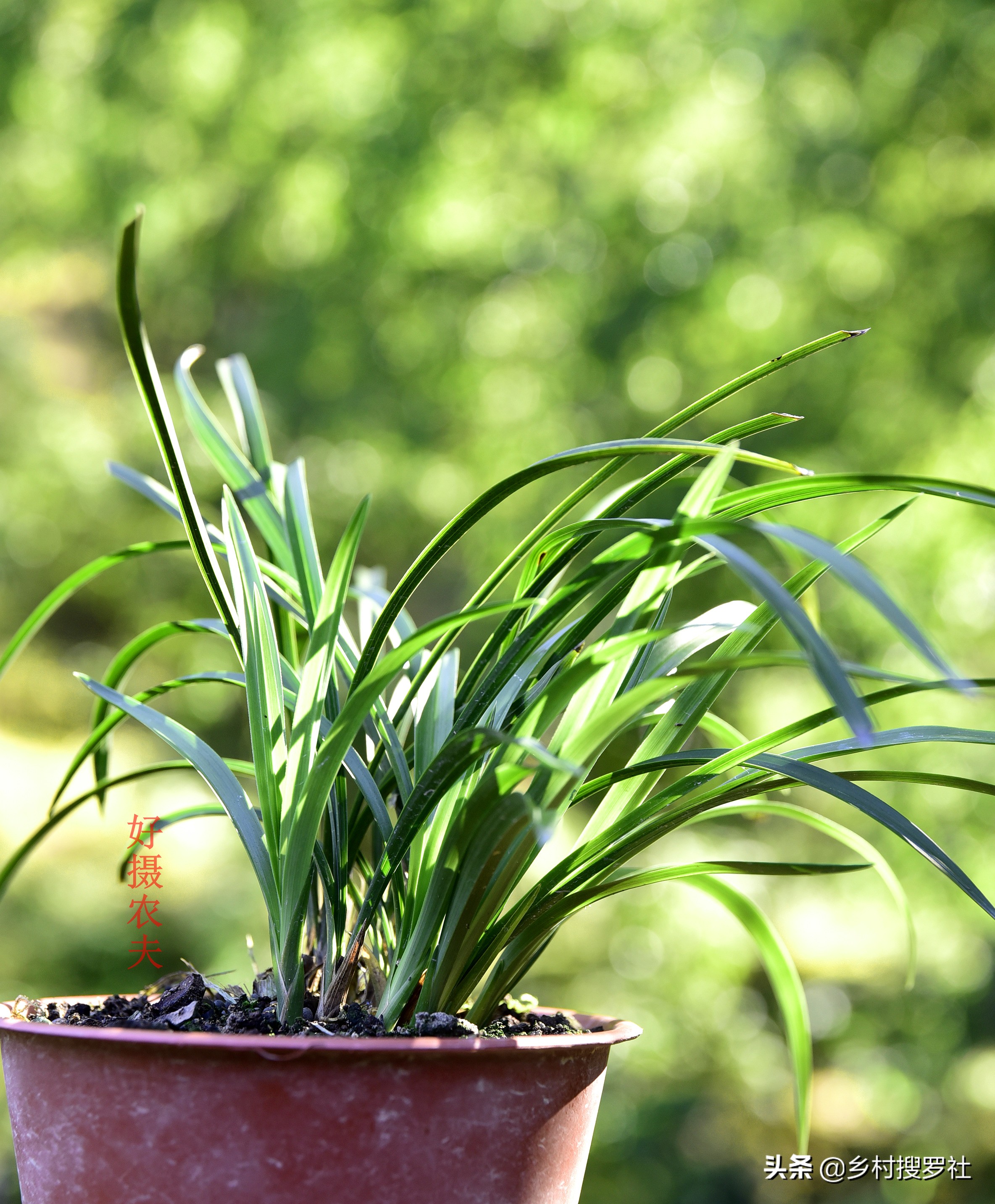 兰花怎么看是壮苗还是粗苗,怎么让兰花快速生根发芽成壮苗