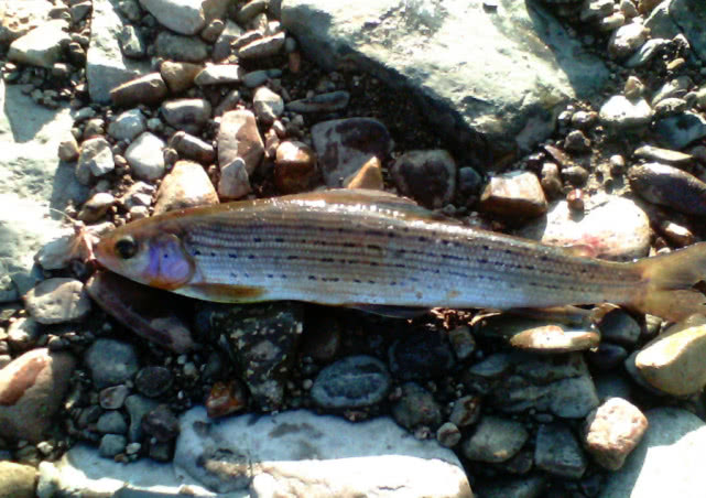 阿勒泰地区，追寻这种冷水溪流中的精灵“花翅子”现在已经禁钓