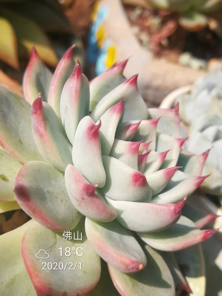 一杯清茶一道暖阳,一杯清茶温暖的时光