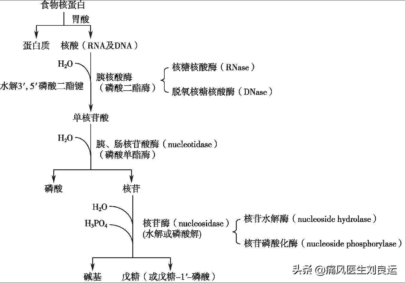 菠菜嘌呤高吗痛风患者可以吃吗,菠菜嘌呤不高为啥痛风不能吃