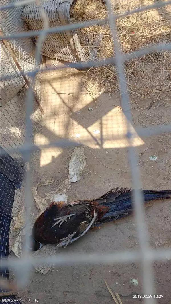 野鸡突然死亡真相,野鸡死亡真实原因