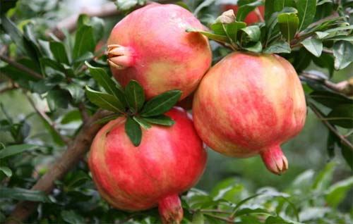 石榴花盆栽只长叶不开花,盆栽牡丹怎么养过春节能开花