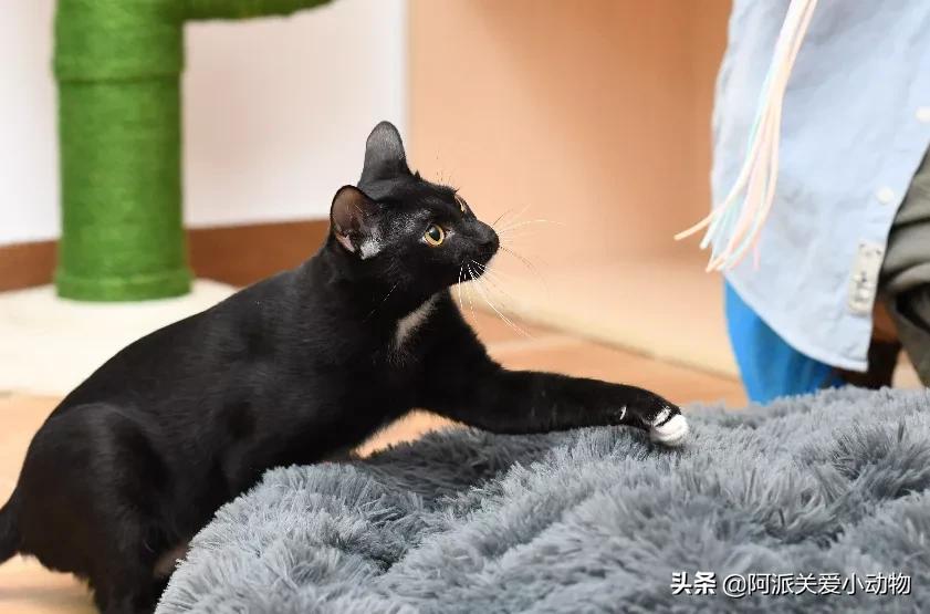 盖雪：信女愿一生荤素搭配，祈望这只拆家啊不，旺家猫找到新家