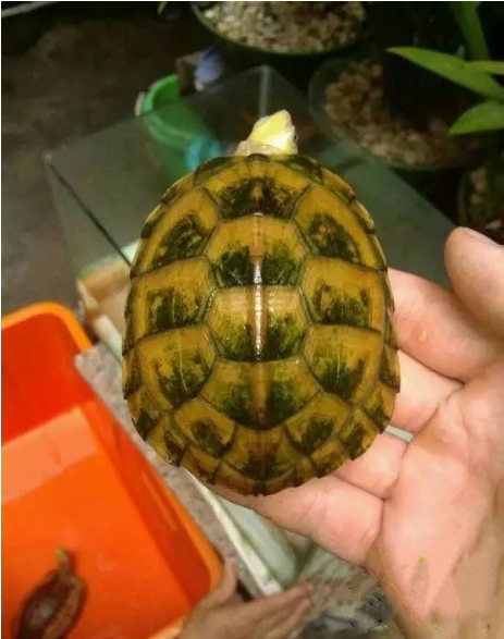 龟友都有自己的态度吗,龟友养龟日常