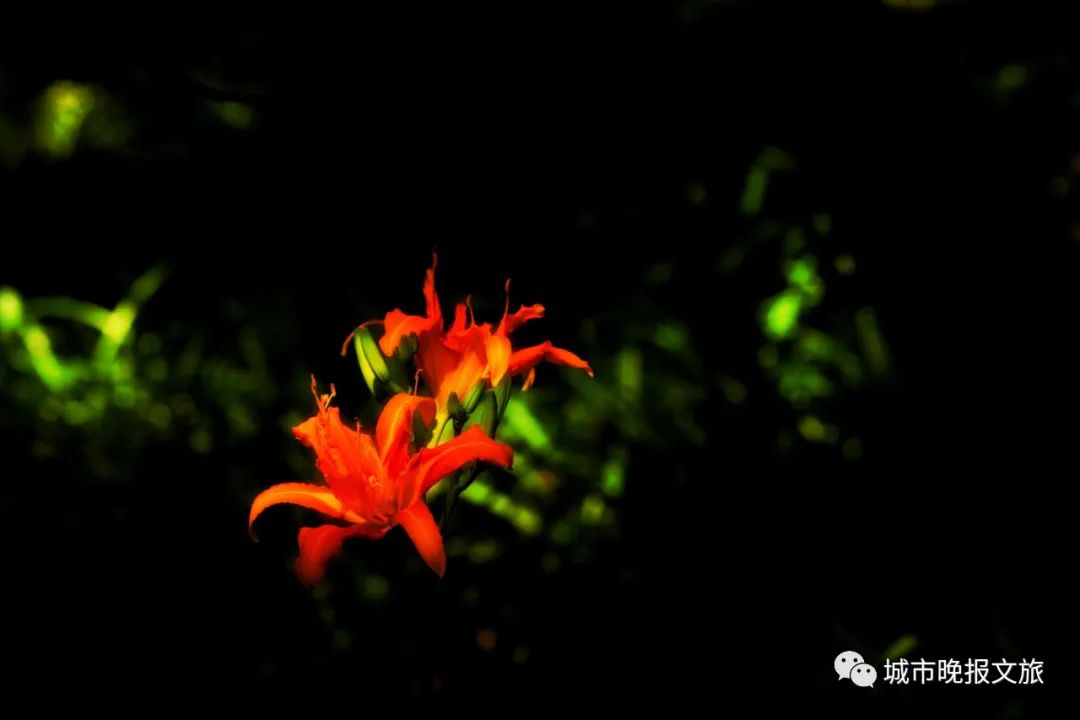 城晚拍拍丨飞鸟过帆影