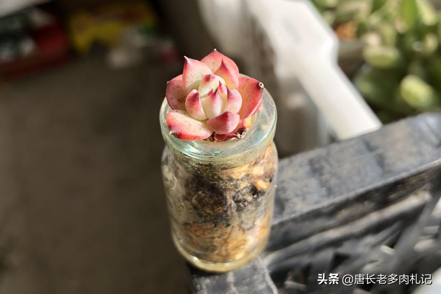 全用麦饭石养多肉好吗,麦饭石养多肉有营养吗