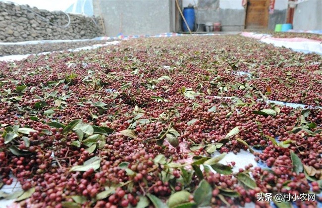 怎样种出高产花椒,农民种花椒技术视频