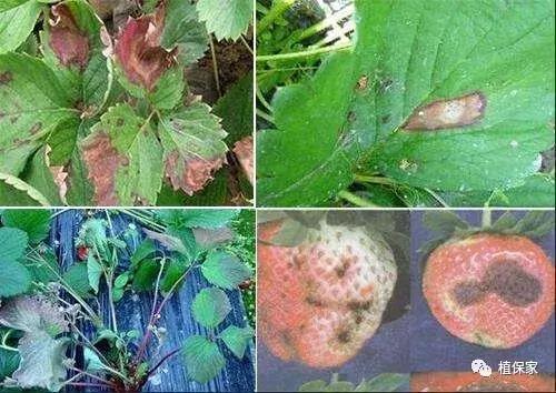 南京地区草莓病虫害防治的现状,温室草莓病虫害种类及防治措施