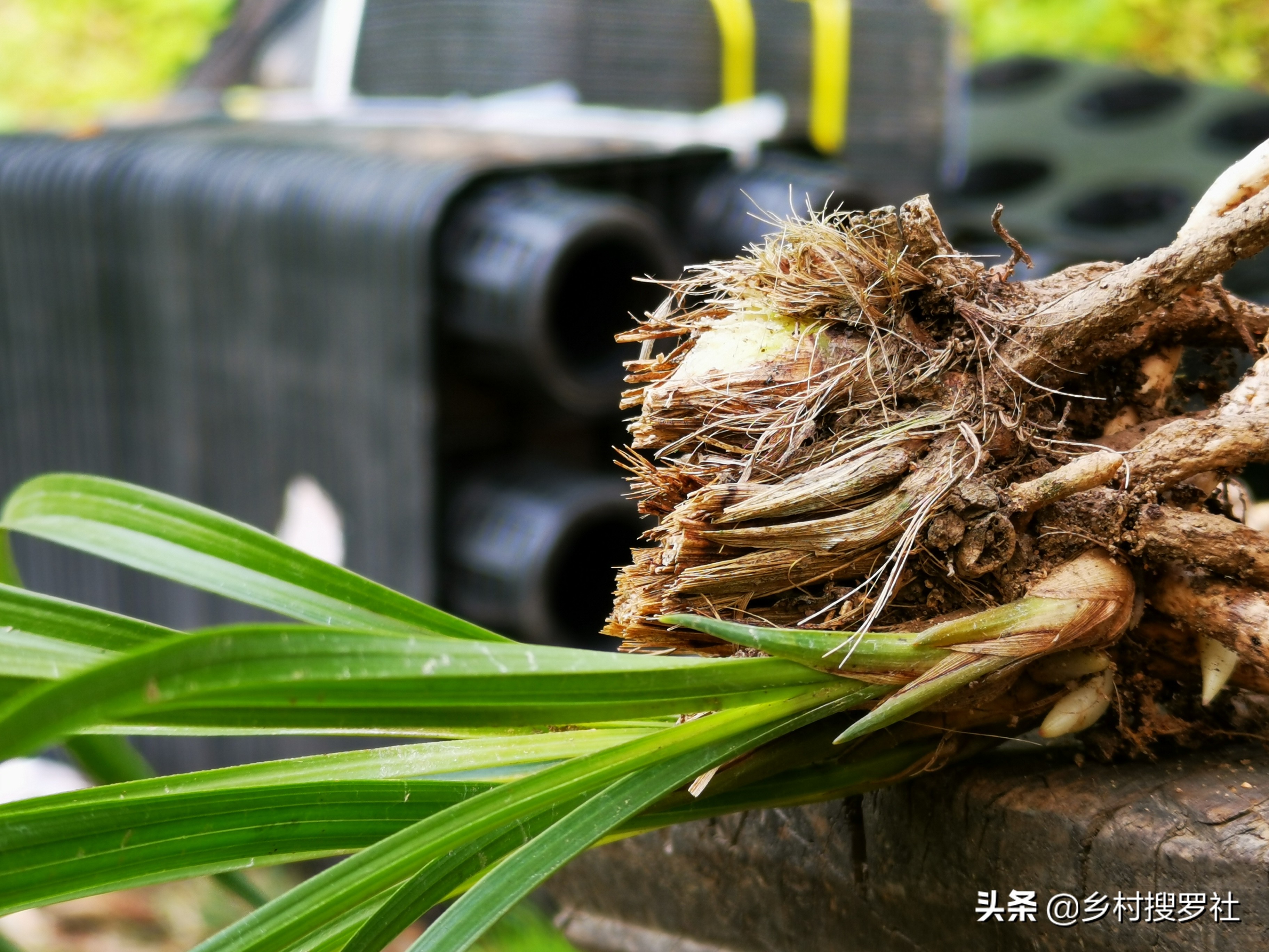 极品兰花如何养成老桩图片,兰花老桩根怎么养活的