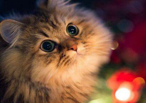 猫咪绝育后照顾事项,猫咪绝育后的7点照顾