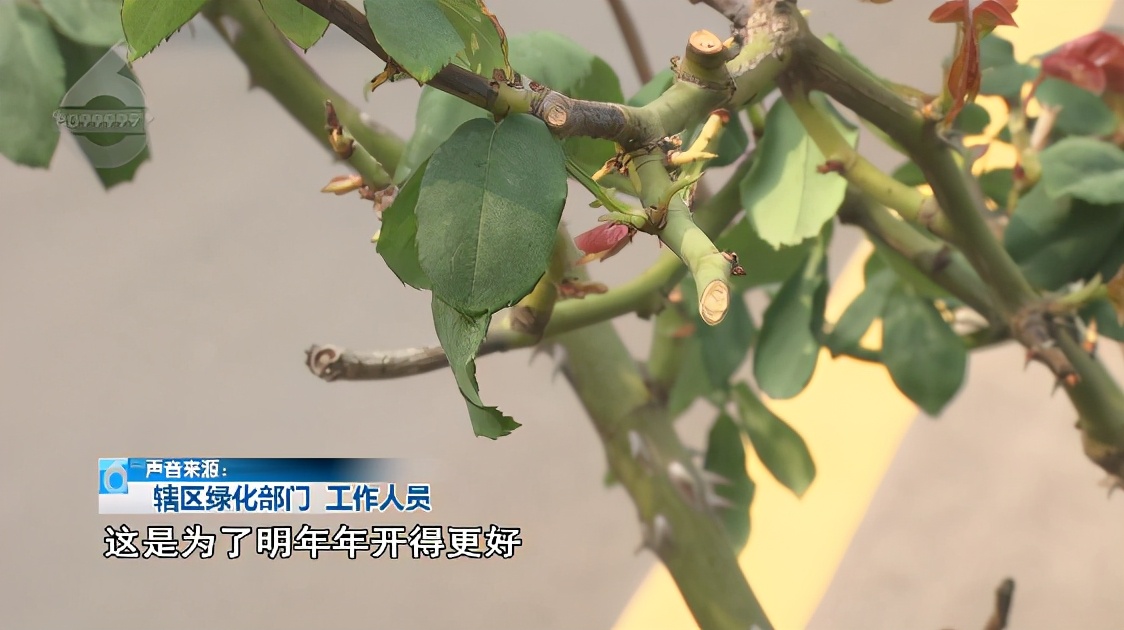 绿化带的月季花被偷,绿化带里的花被人偷了