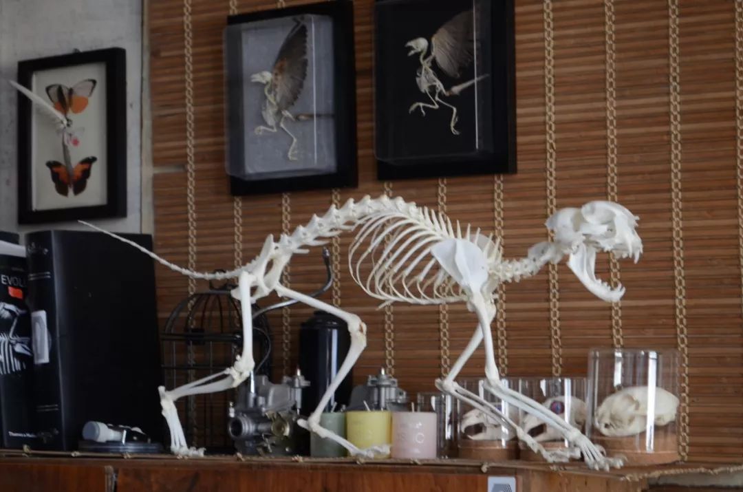 捡的动物尸体做标本收藏,现场解剖动物尸体