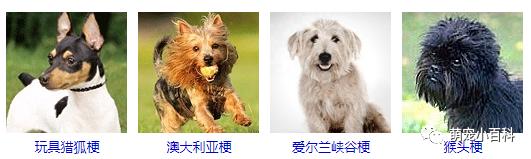 狗狗品种分类大全,狗狗品种鉴定