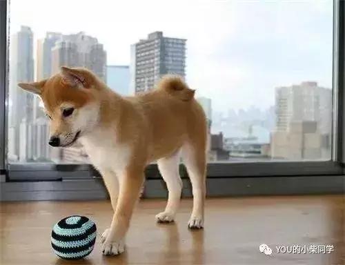 怎样买纯种的柴犬,哪里可买到又便宜又正宗的柴犬