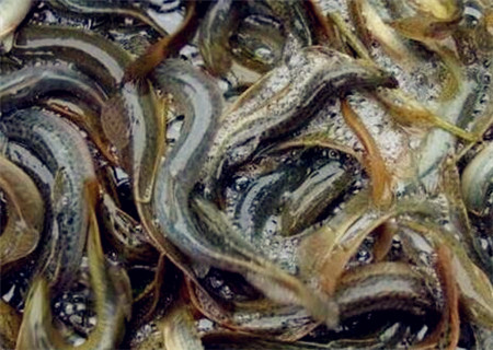 泥鳅养殖技术一亩多少钱,泥鳅养殖一亩收益多少钱