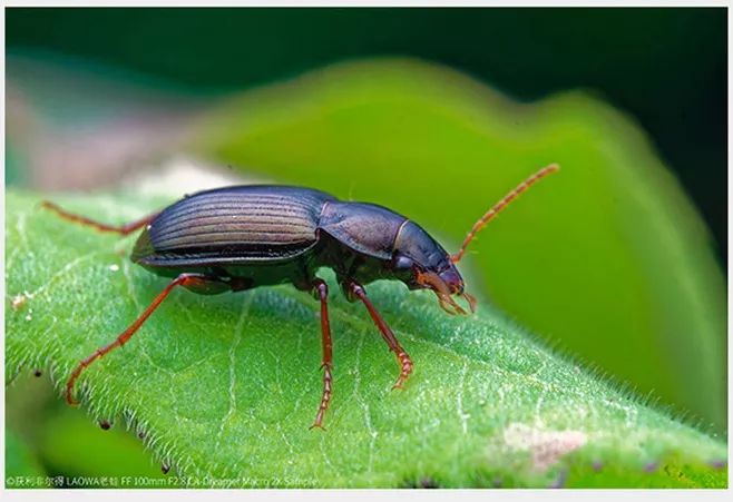 100mm微距一代和二代,90mm更好用的微距