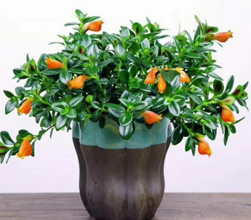 金鱼吊兰根系从底部出来了咋办,金鱼吊兰养殖方法及注意事项图片