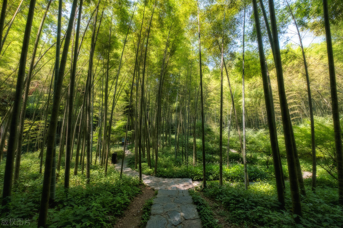 茶山下转身竹海旁回眸啥意思,茶山下转身