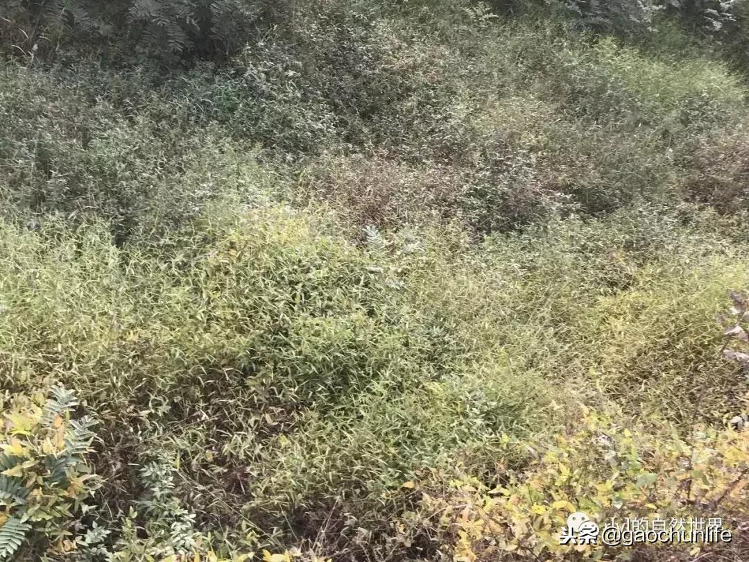 草龟难养,养草龟笔记