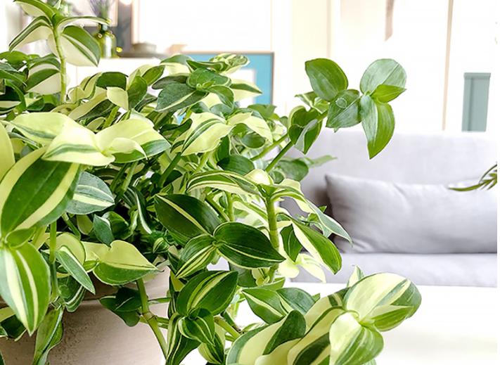 懒人最喜欢养吊兰轻轻松松养爆盆,吊兰用什么盆栽比较好养