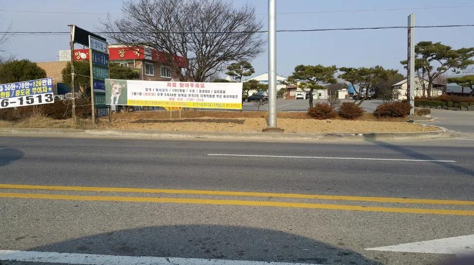 扑杀柯基犬后续,柯基犬被宰杀