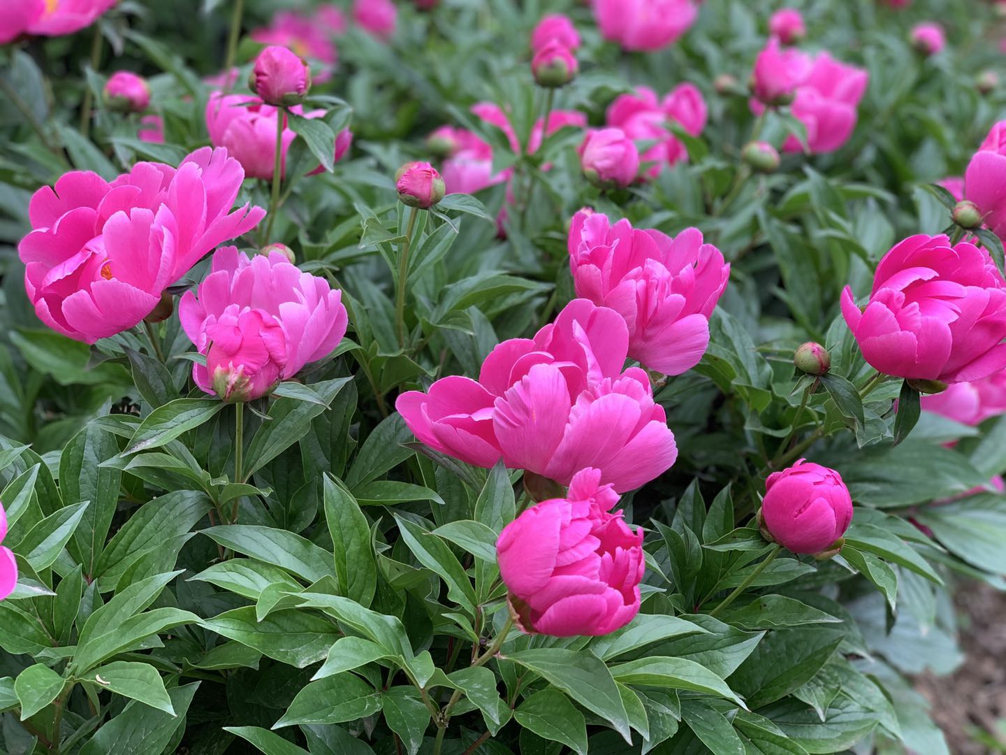 莫道春深百花残芍药花开正芬芳