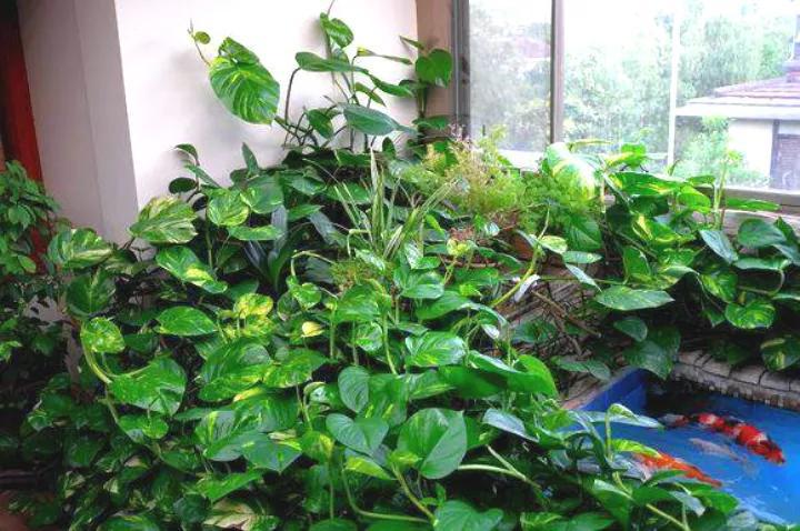 绿萝里面的小机关,绿萝有小机关怎么办