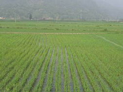 火石飞花红古堰光芒曾经照四川，灌县（都江堰市）包产到户追记